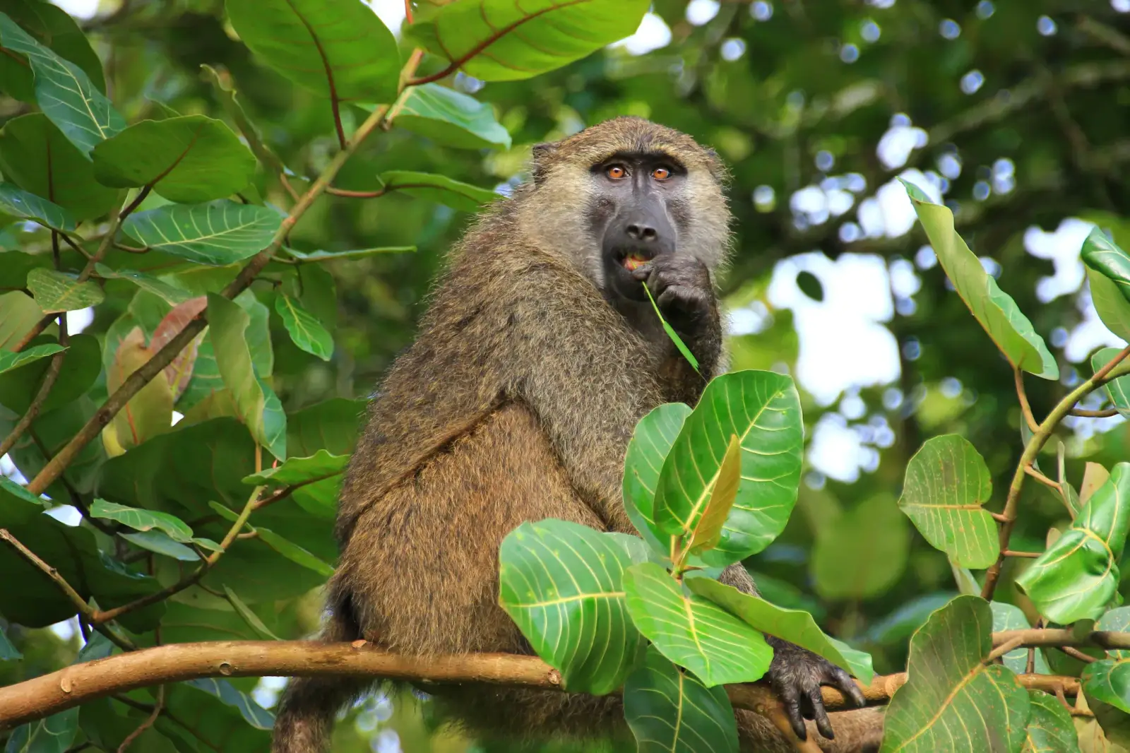 Bigodi Wetland Sanctuary (KAFRED)