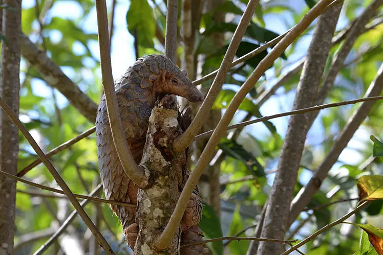 Borneo Nature Tours