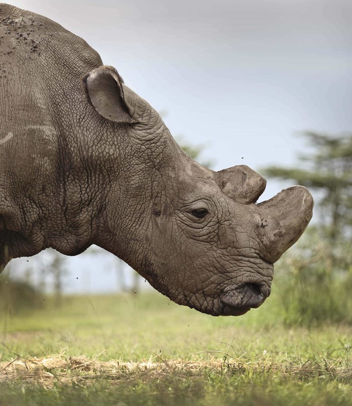 Ol Pejeta